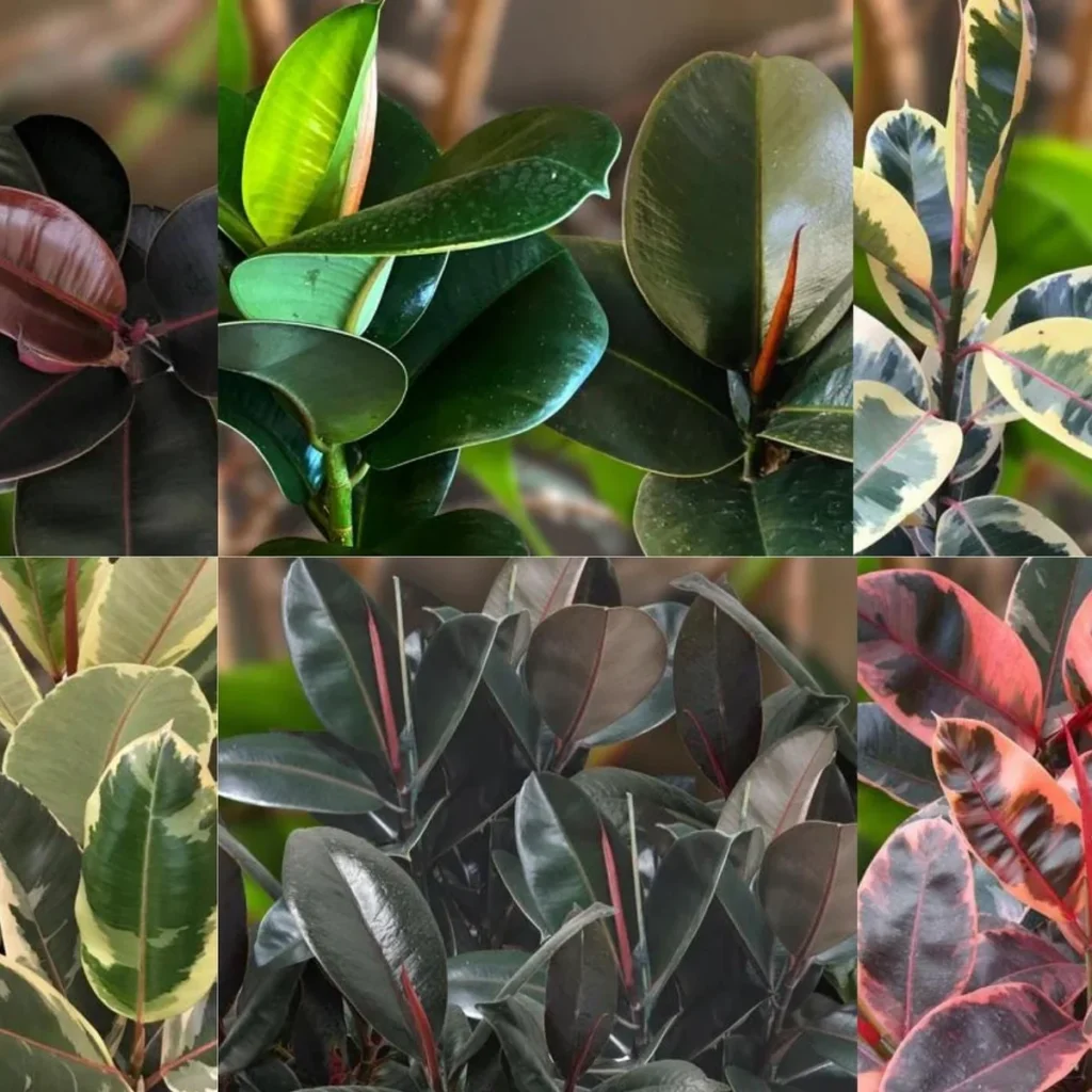 different types of plants