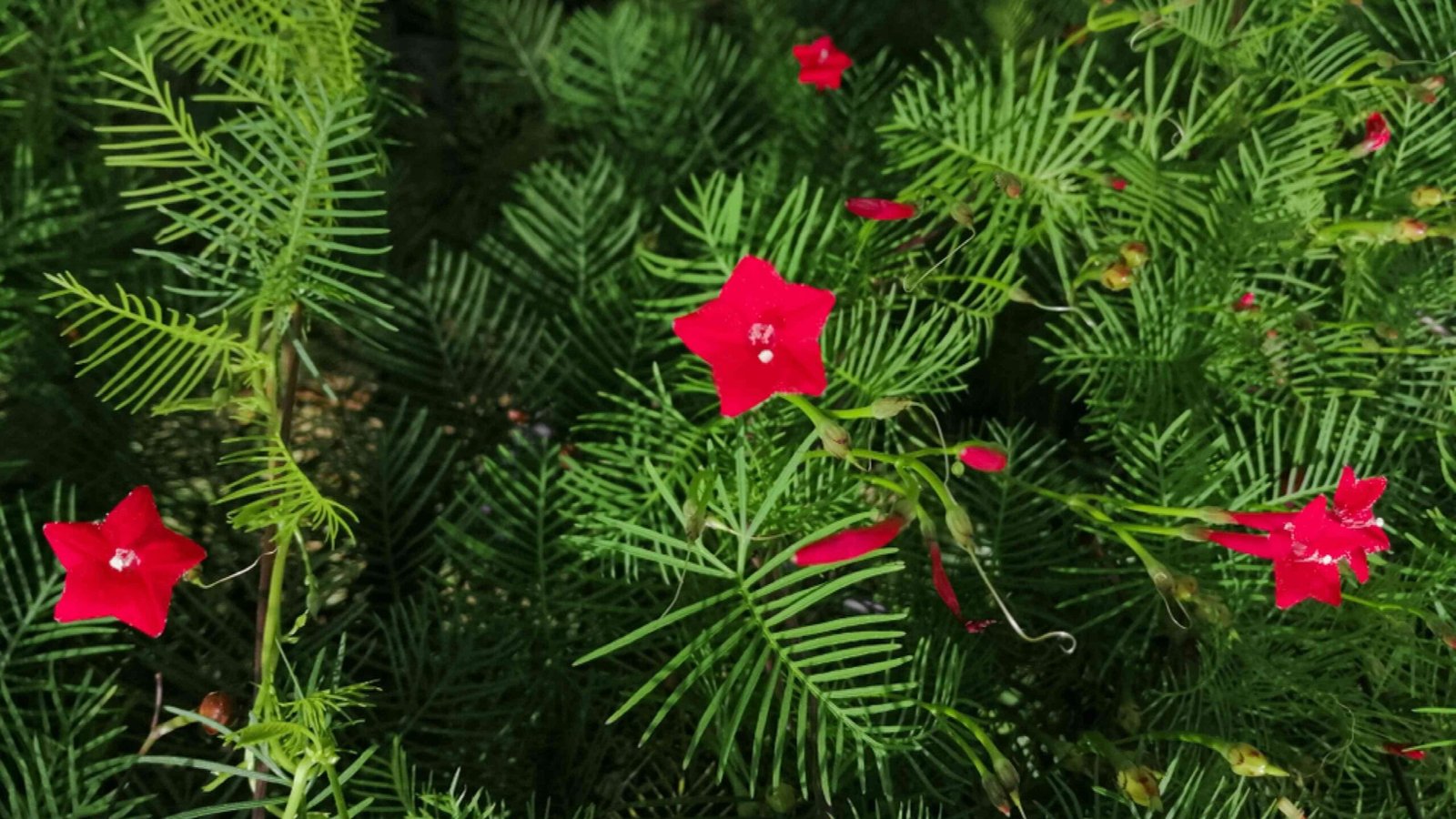 cypress vine plant