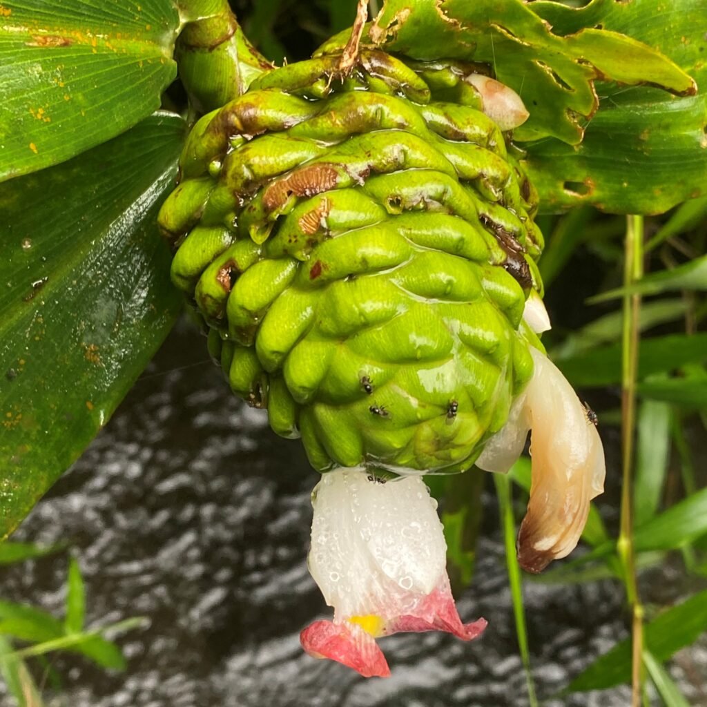ginger shampoo plant