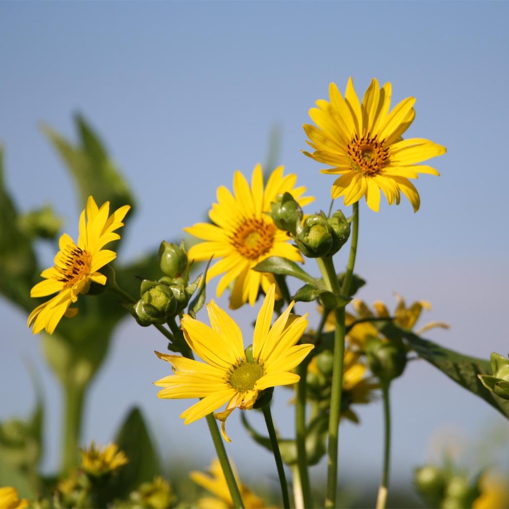 cup plant silphium perfoliatum