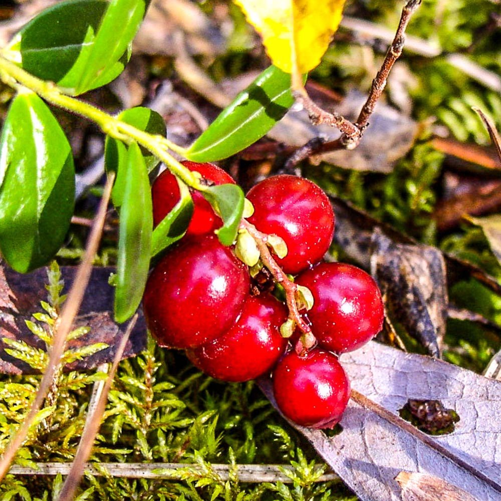 cranberry plant