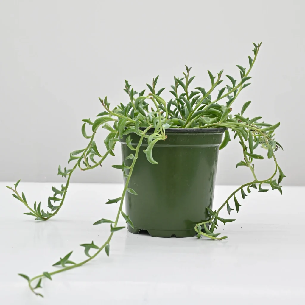dolphin plant