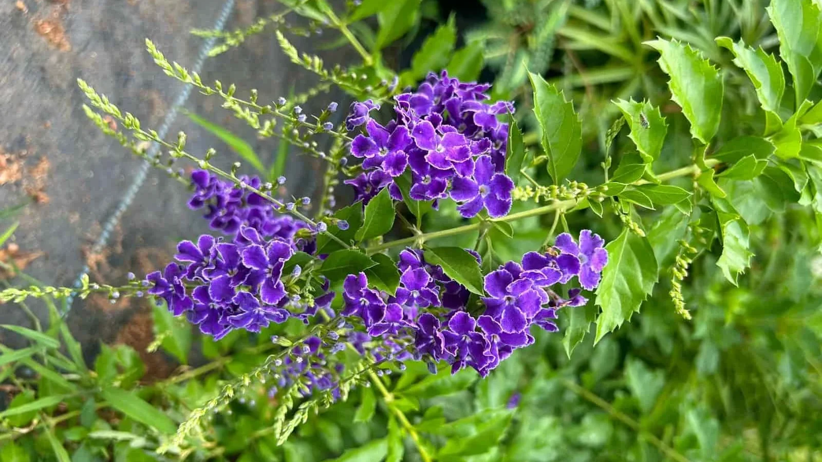 duranta erecta plant