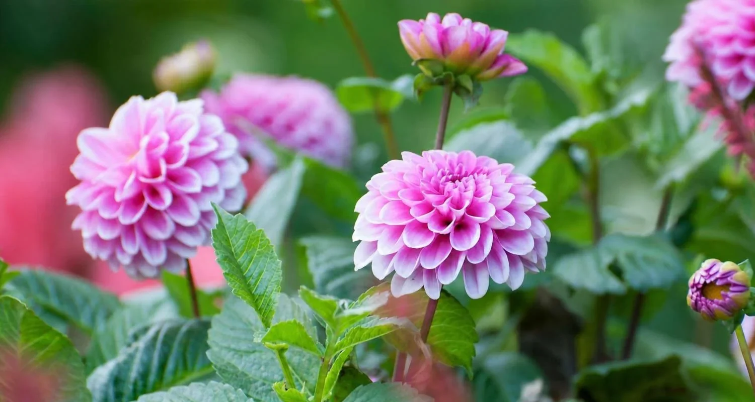 dahlias planten