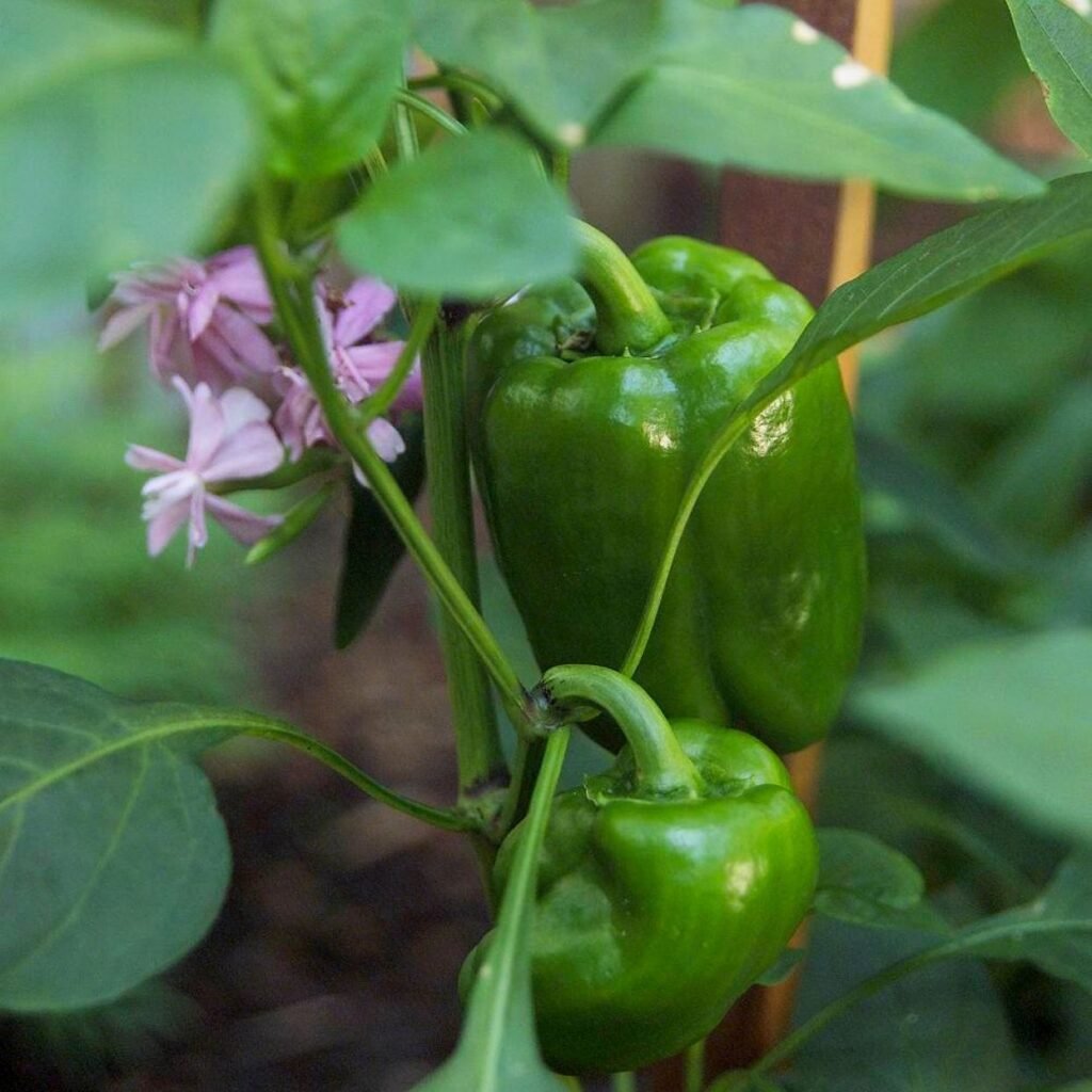 green pepper plant