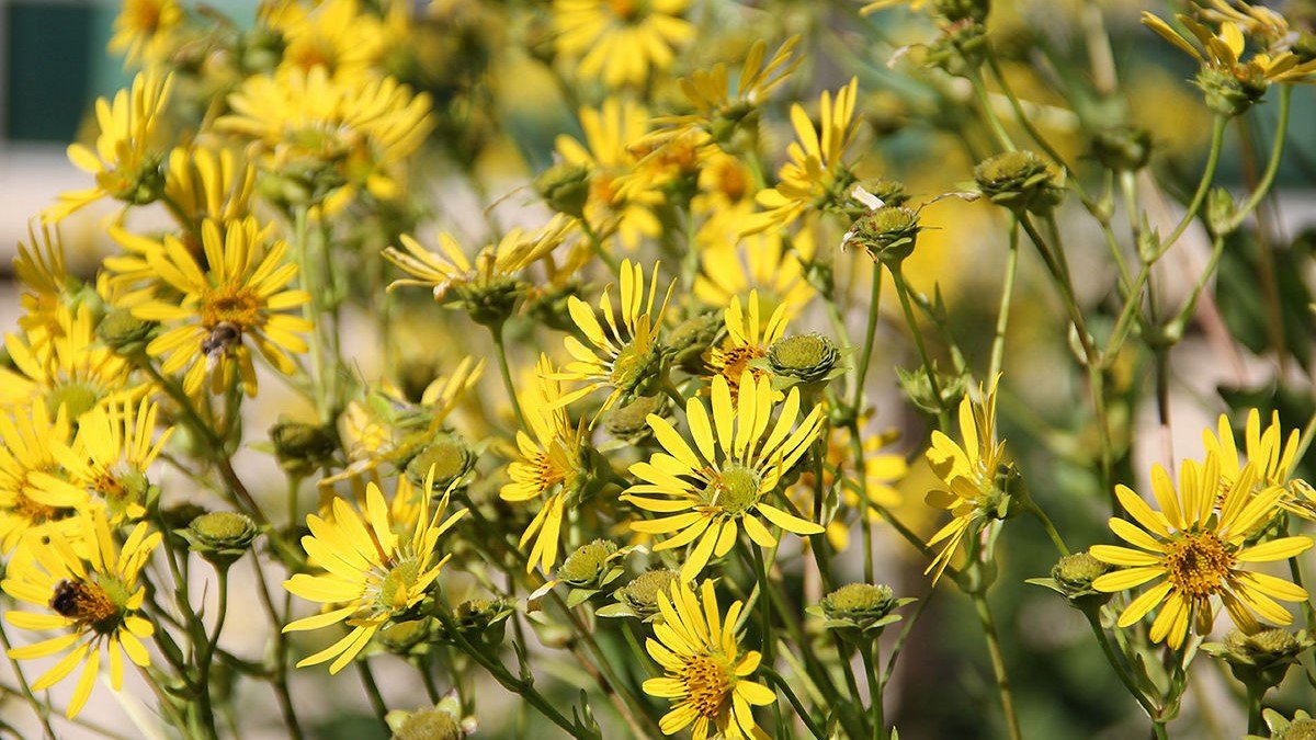 cup plant silphium perfoliatum