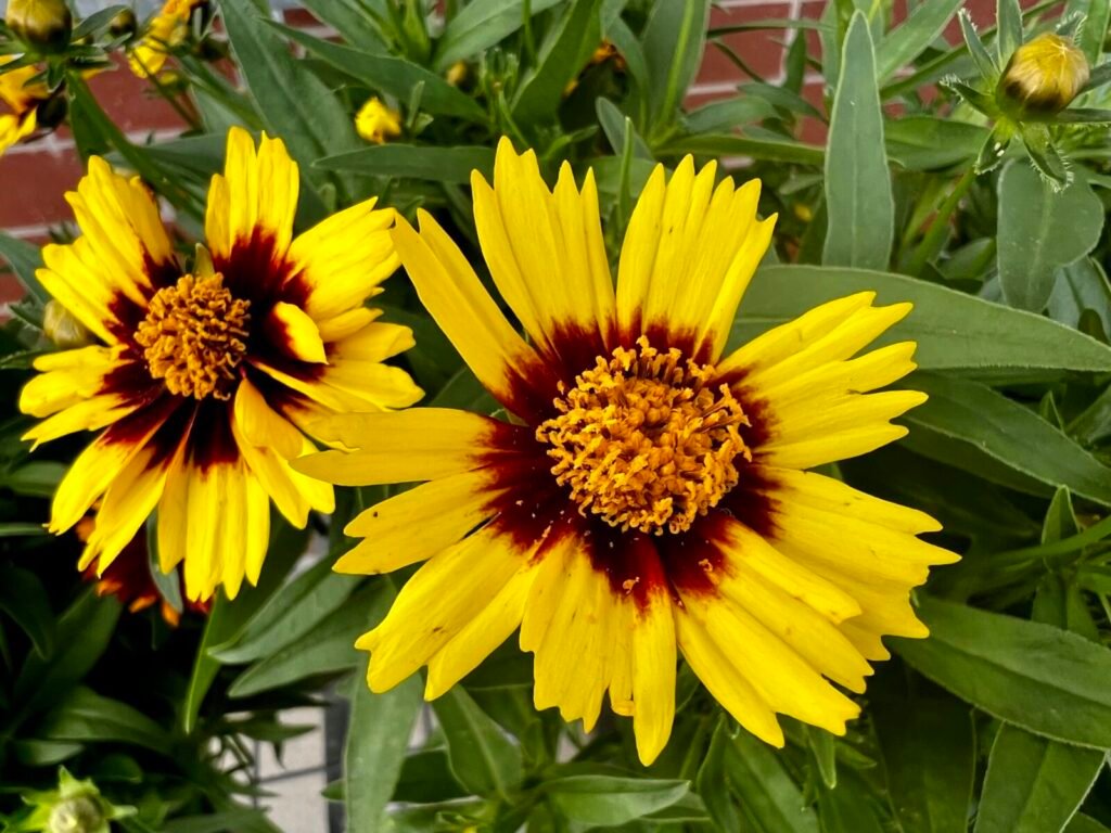 coreopsis plant