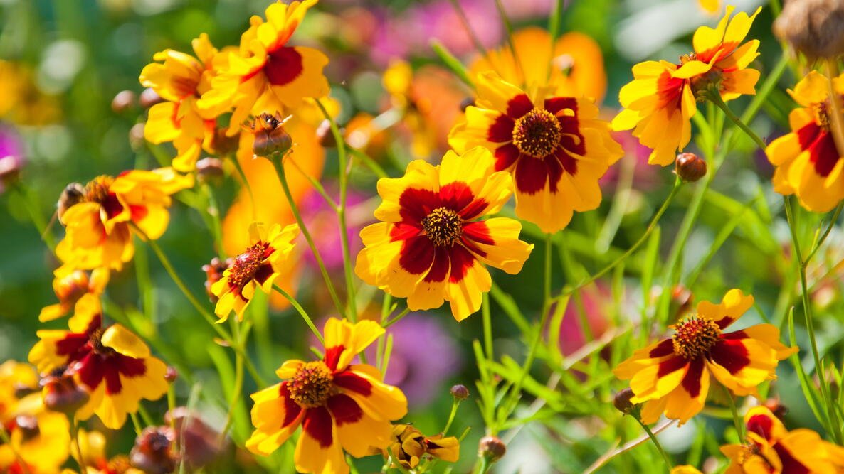 coreopsis plant