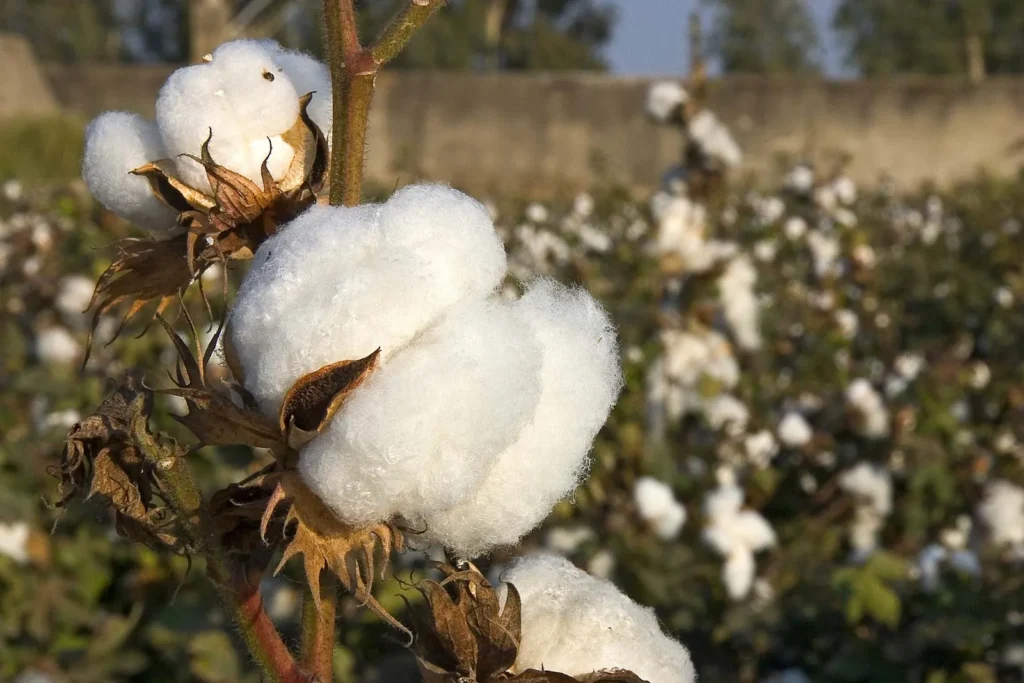 cotton plant arkansas