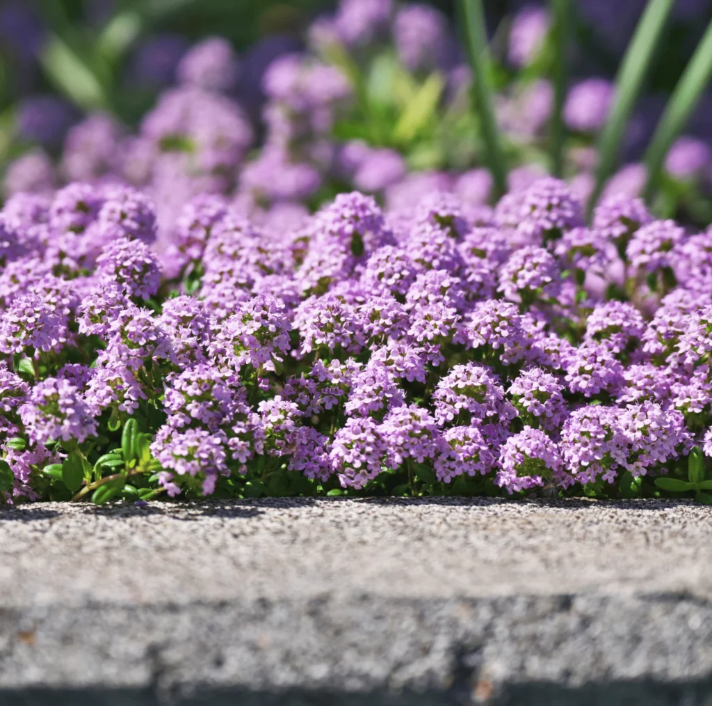 ground cover plants creeping thyme