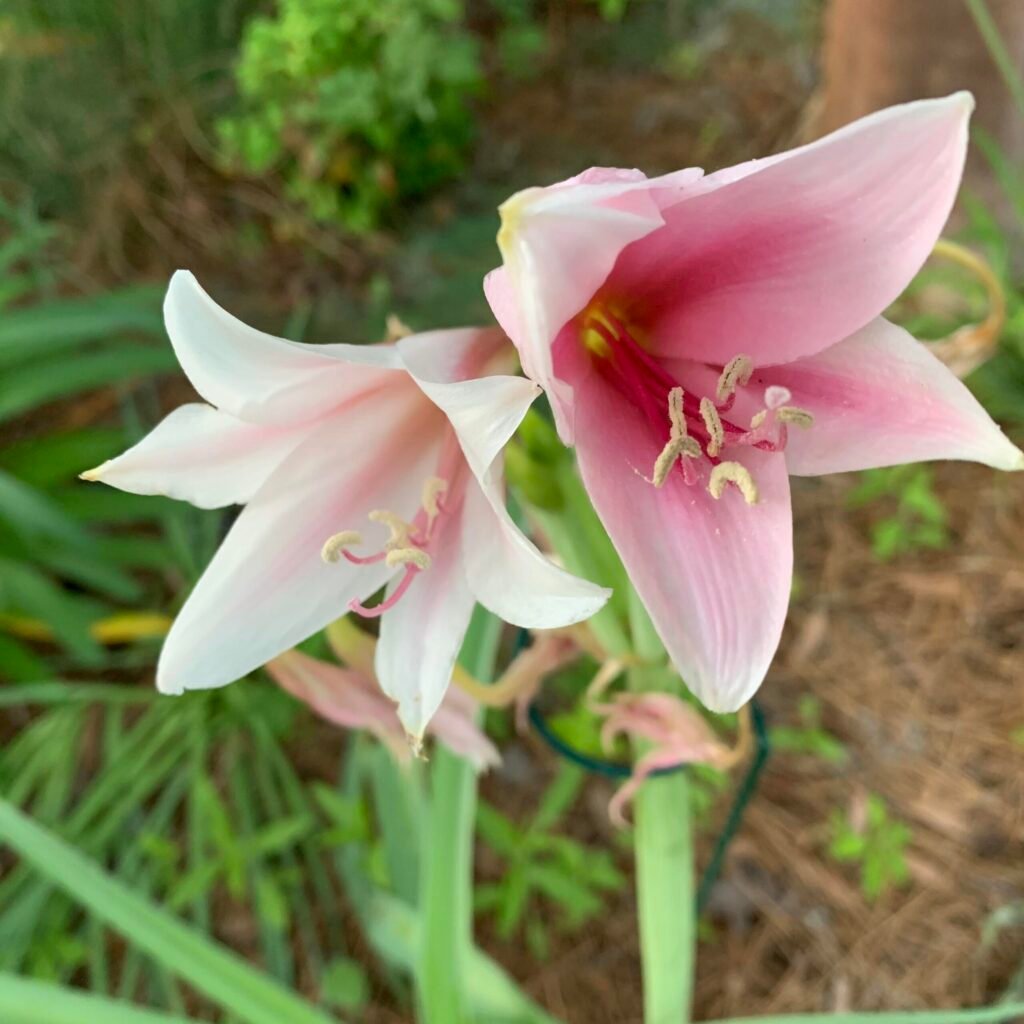 crinum lily plant