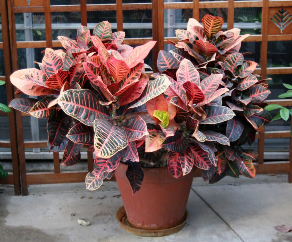 croton plants