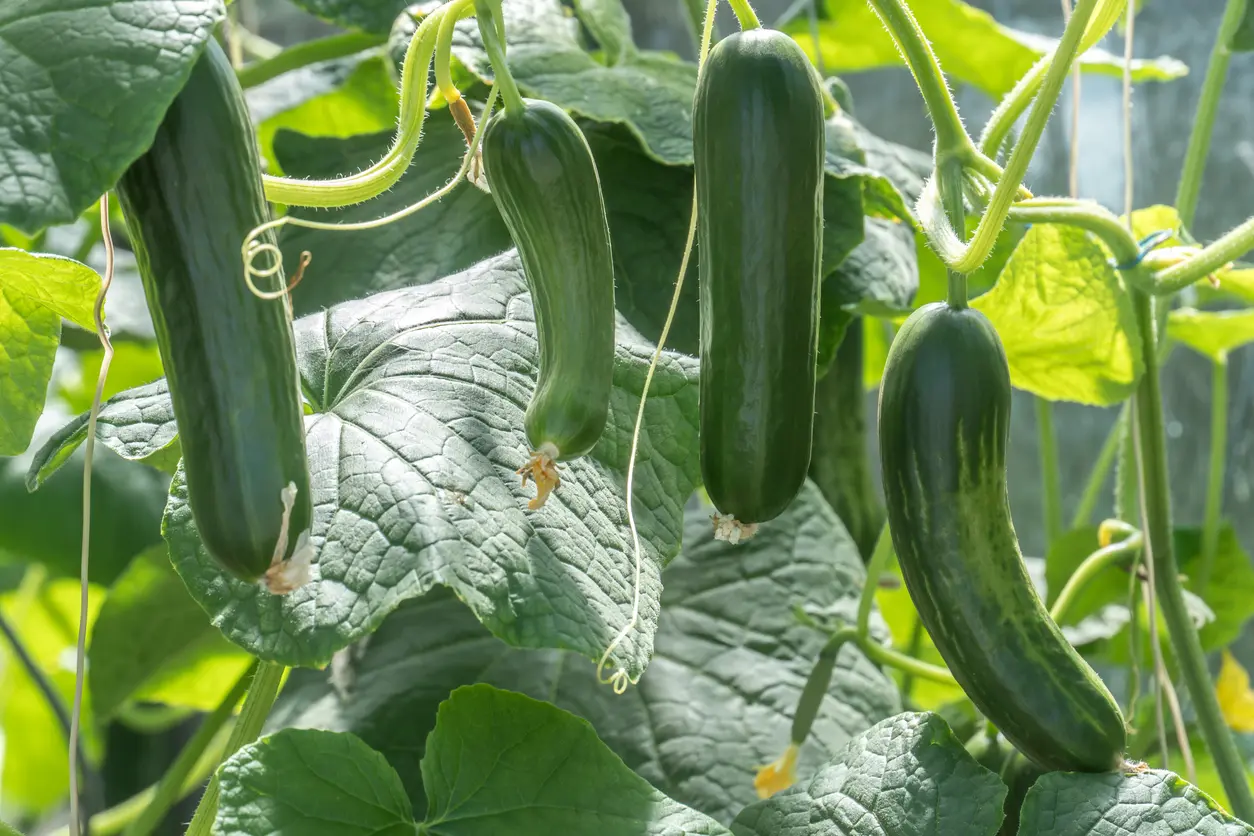 cucumber plant stages