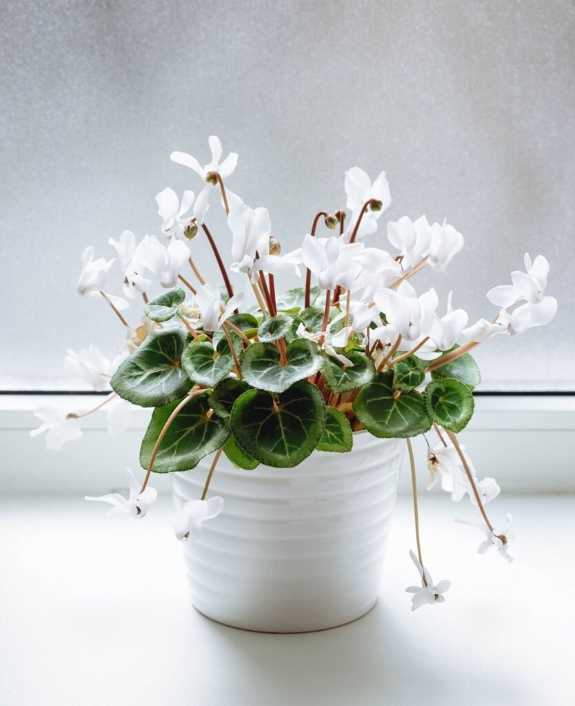 cyclamen plant care