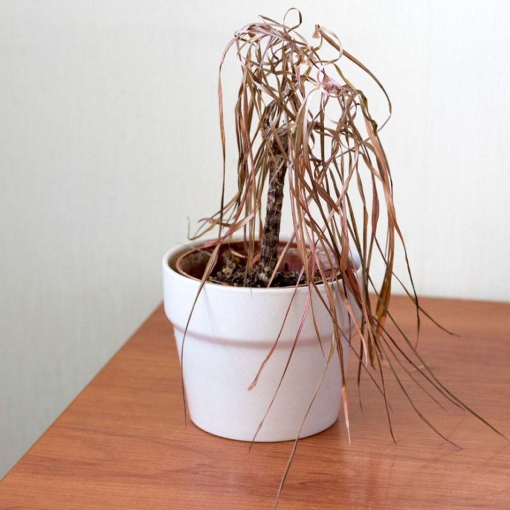 dead plant