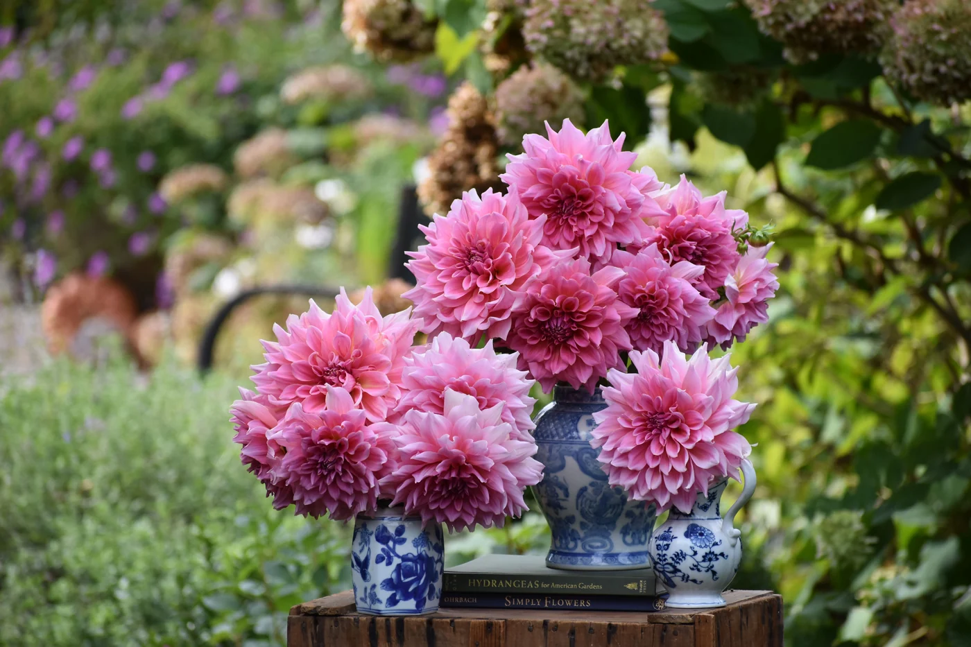 dahlia plant perennial