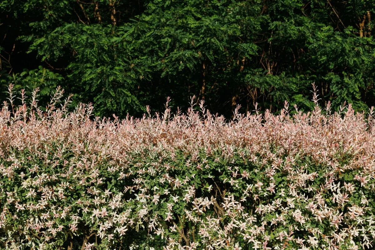 dappled willow planting
