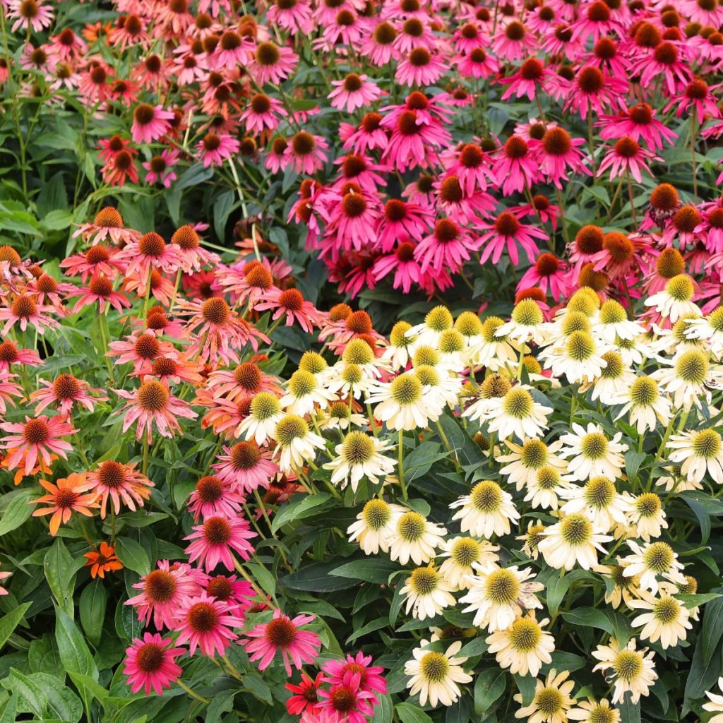 deer resistant perennial plants