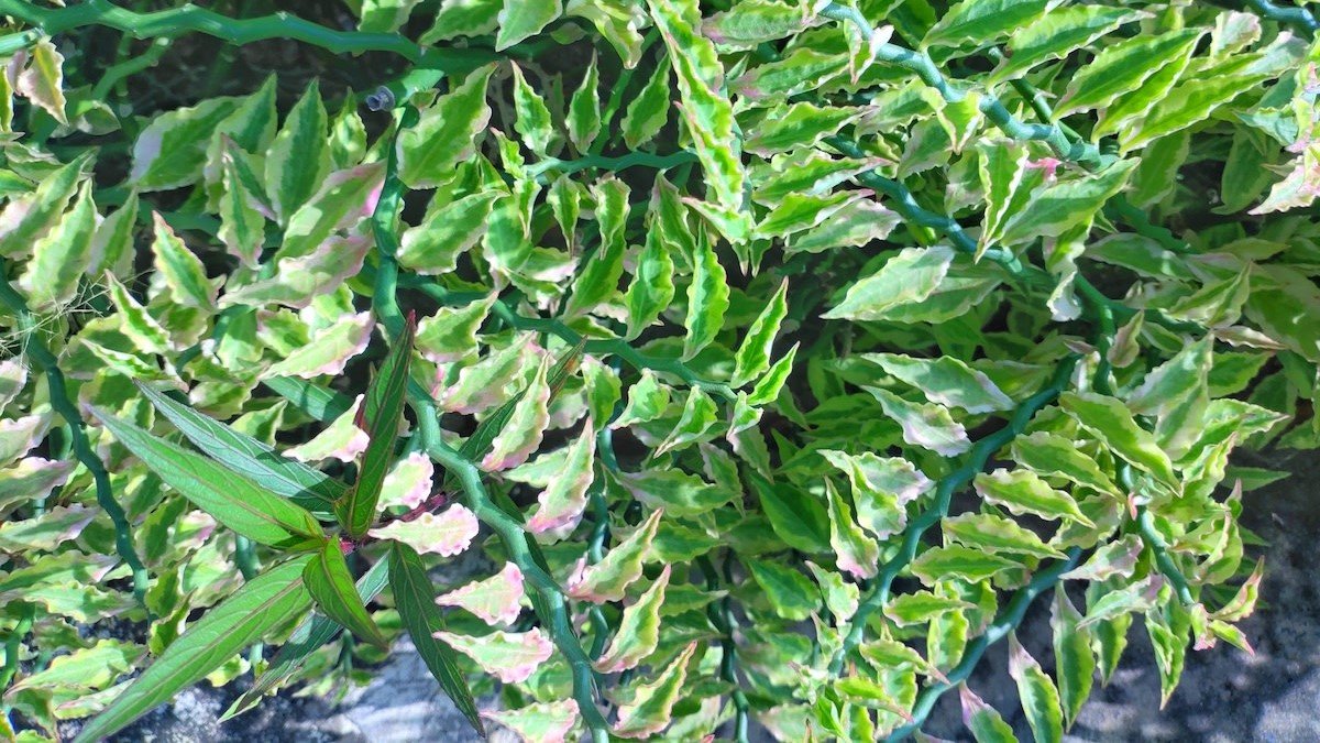 devil's backbone plant