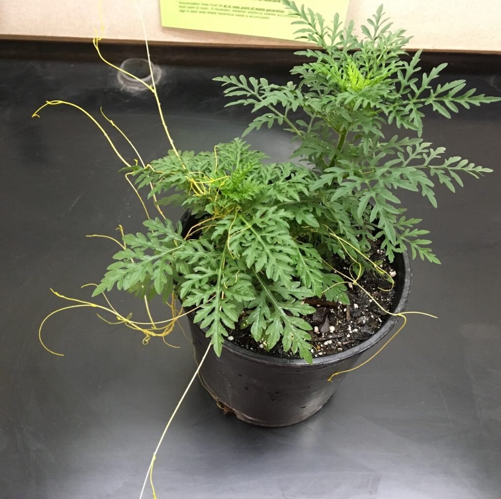 dodder plant