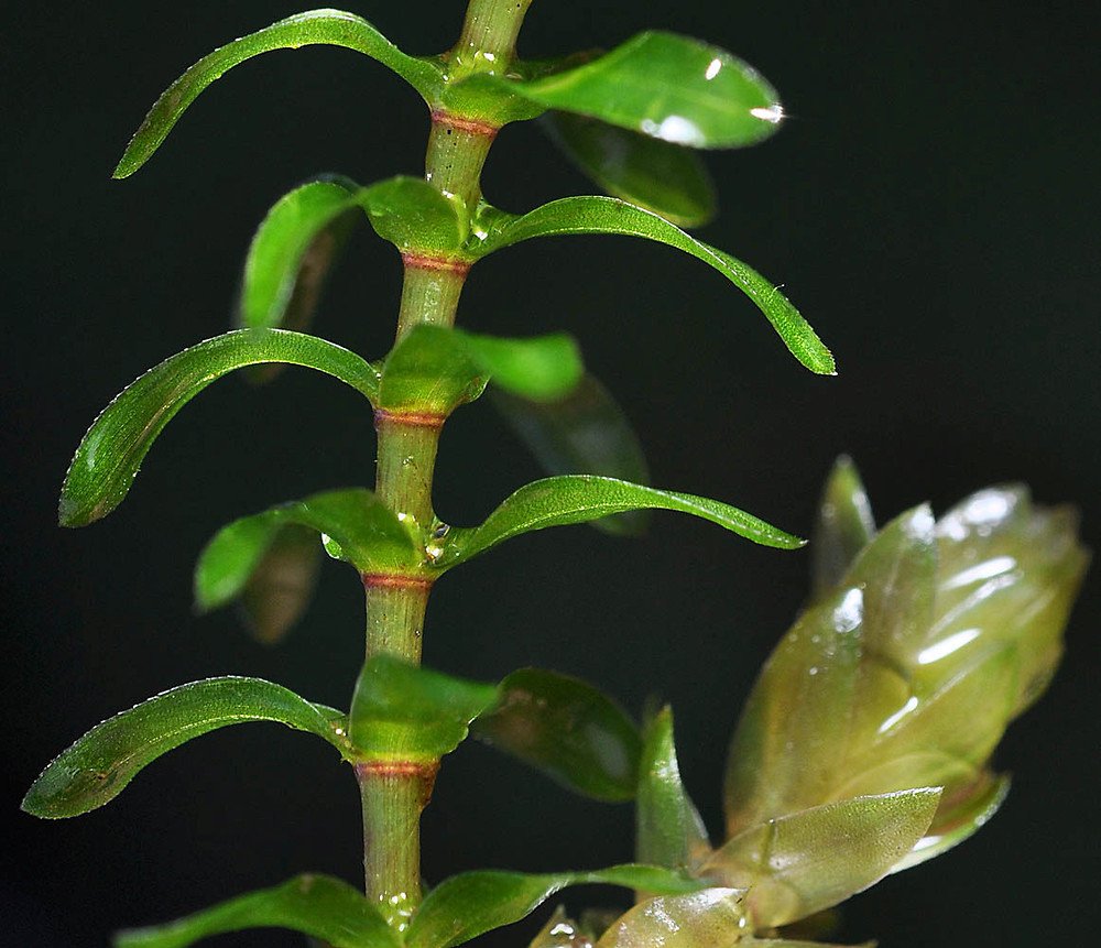 elodea plant
