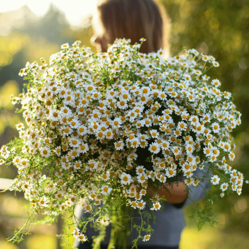 feverfew plant