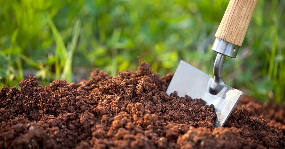 fish fertilizer for plants
