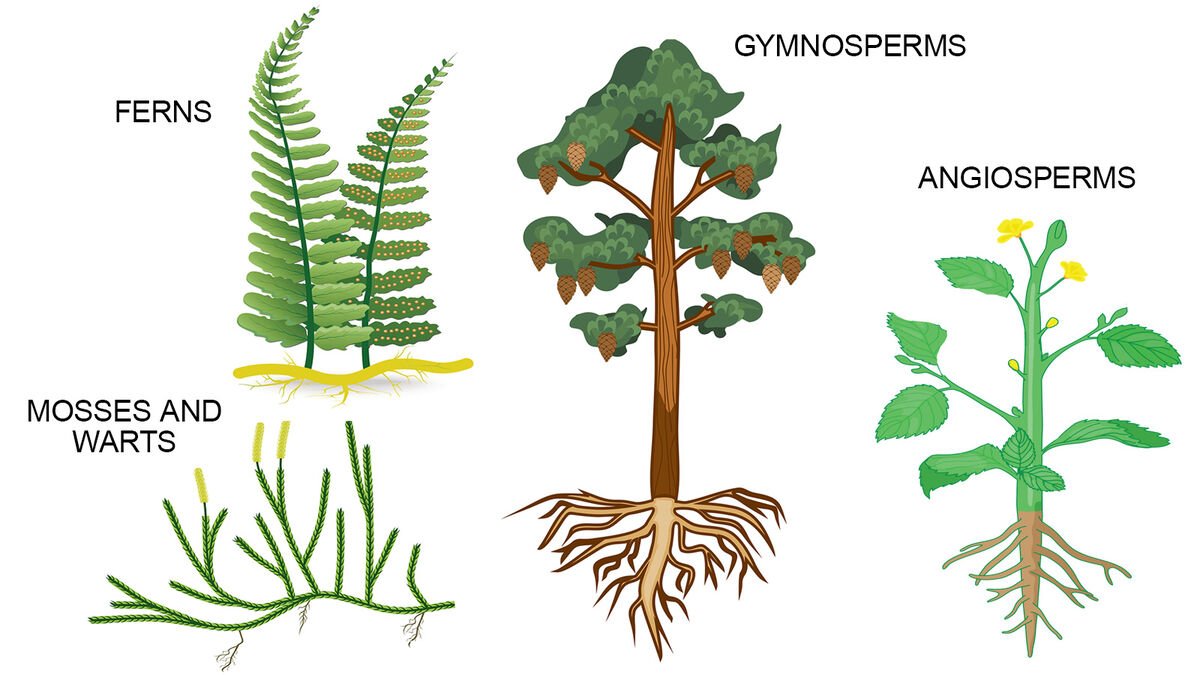 different types of plants