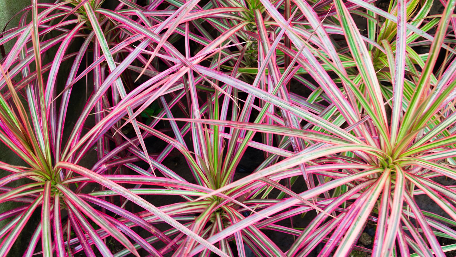 dracaena spike plant