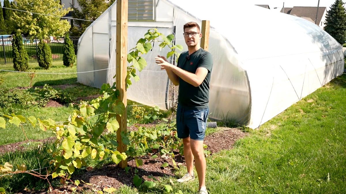 grape plant trellis
