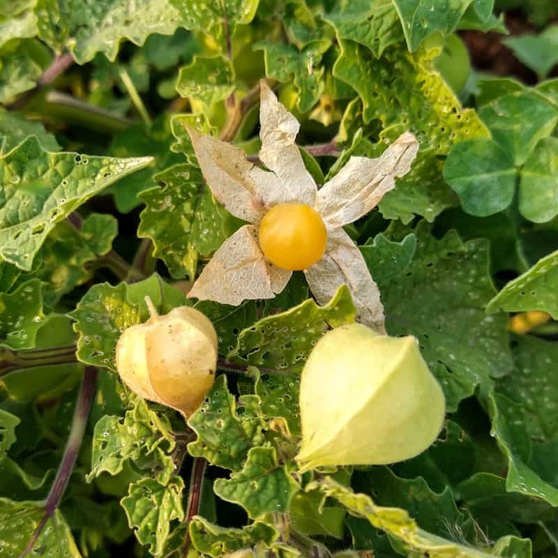 ground cherries plants