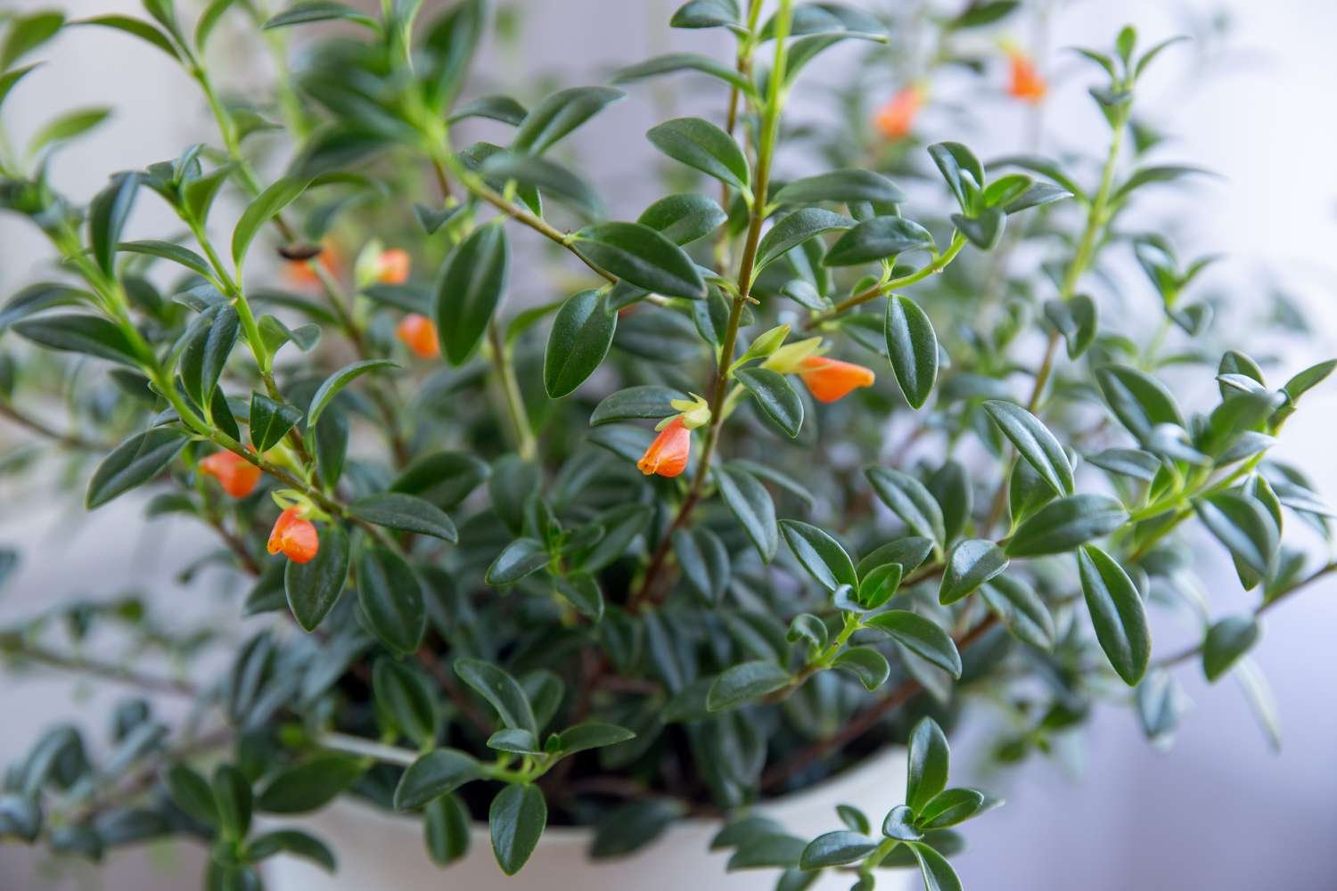 goldfish plant care