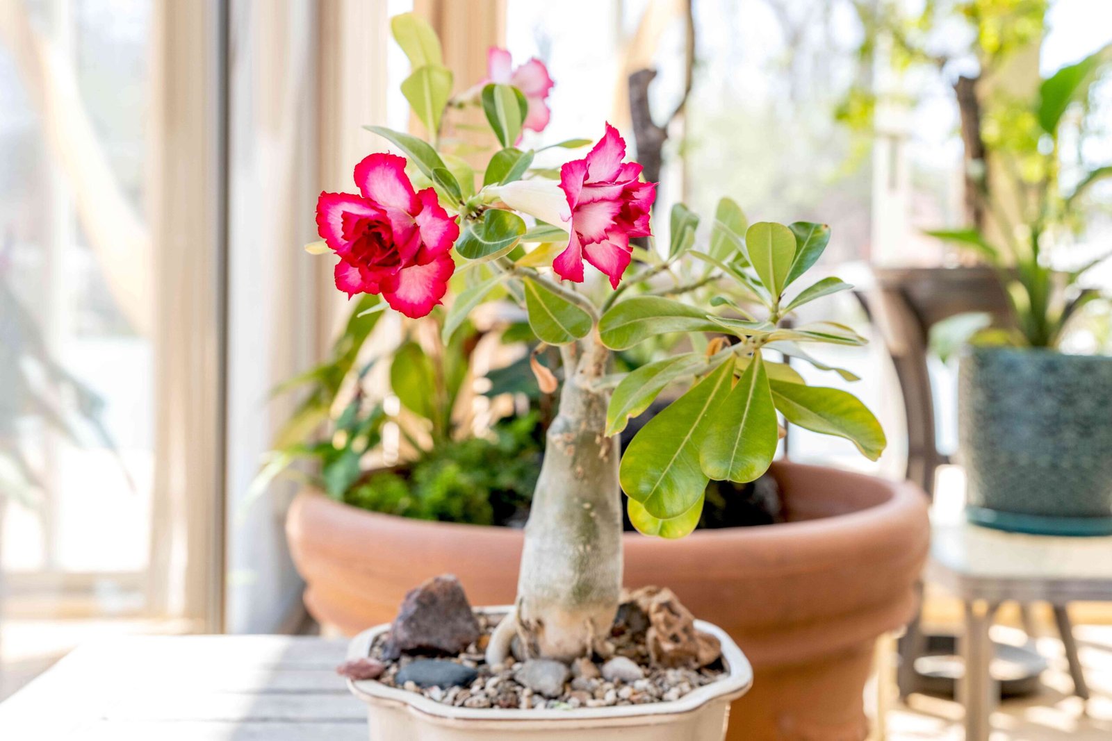 desert rose plant care