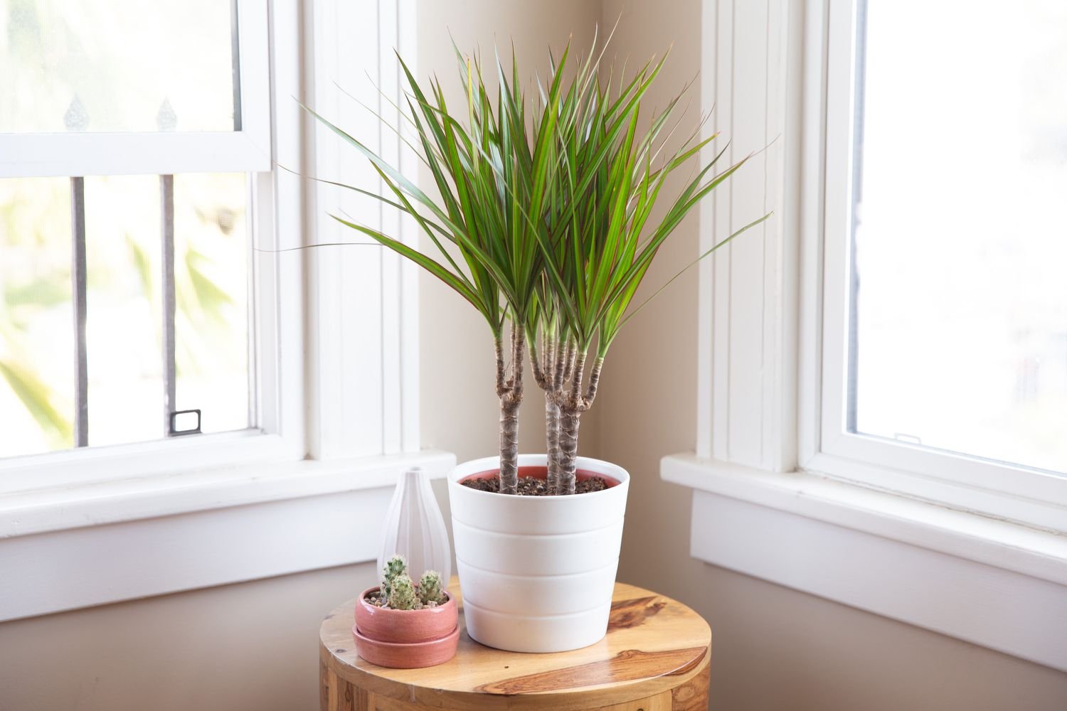 dragon tree plant
