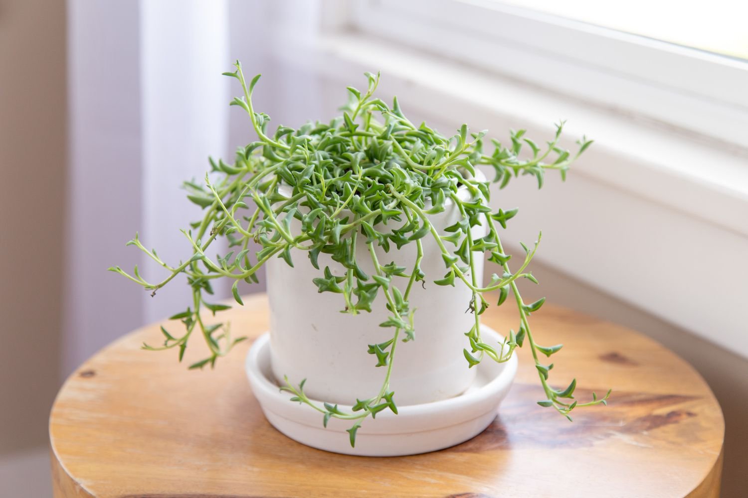 dolphin plant