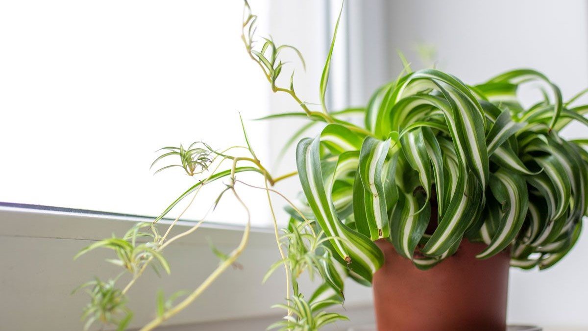 curly spider plant