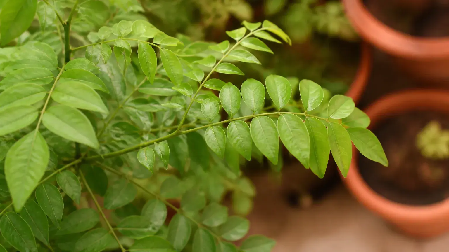 curry leaves plant
