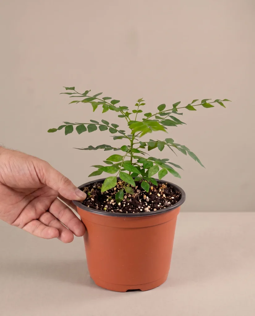 curry leaves plant