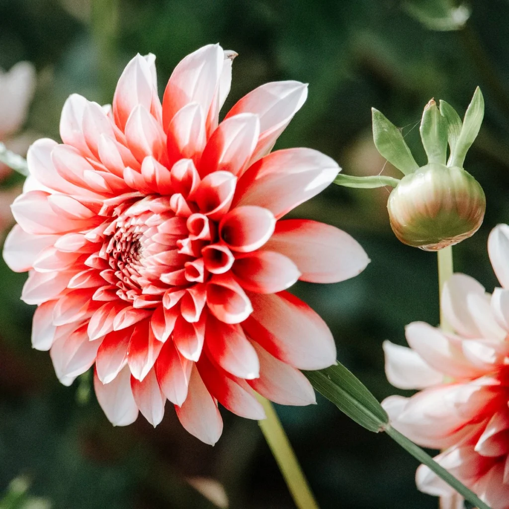 dahlias planten