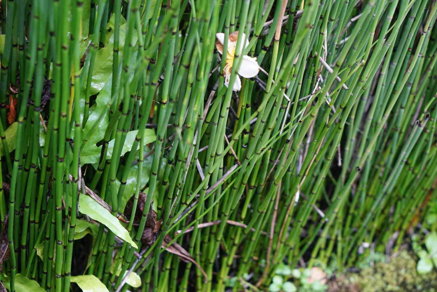 equisetum plant