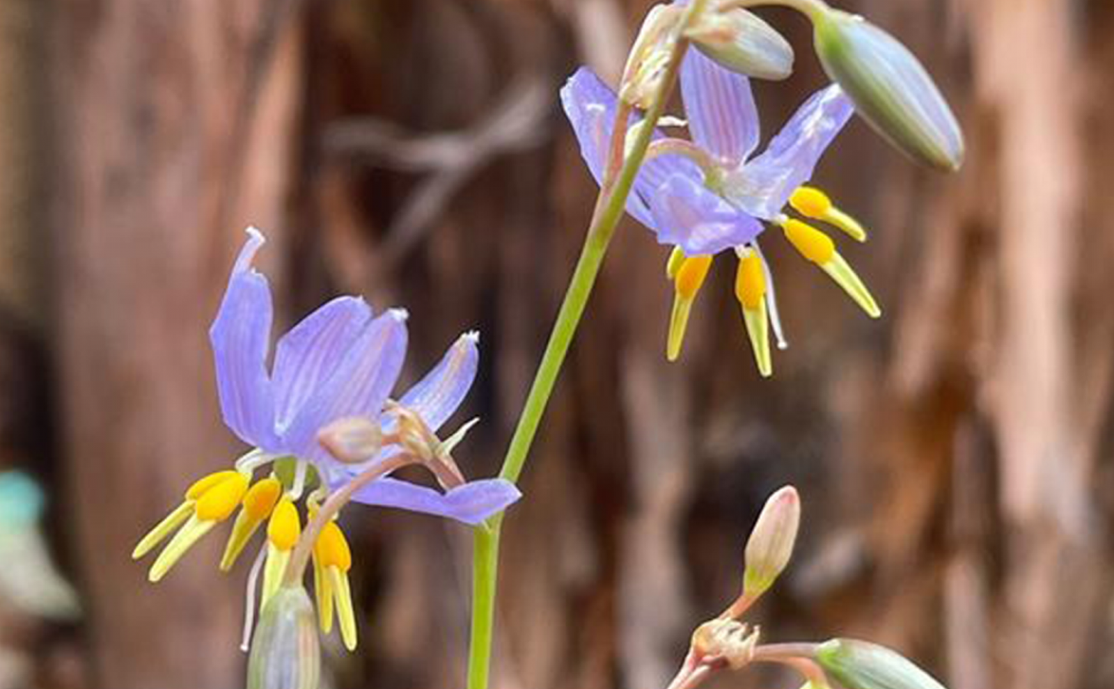 flax lily plant