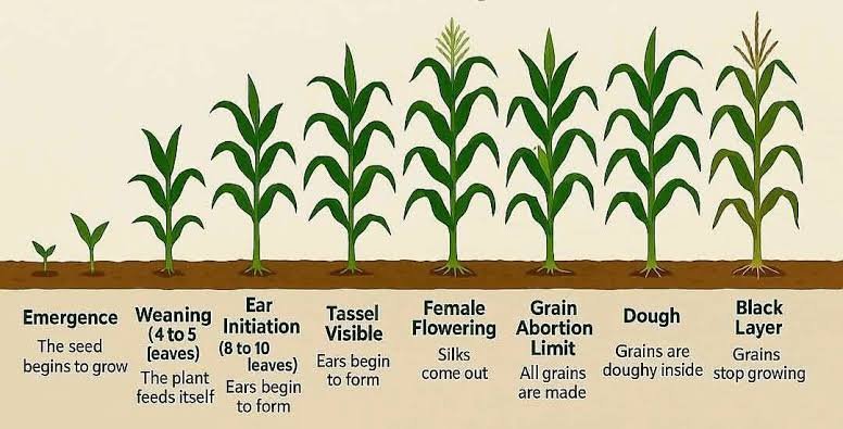 corn plant growth stages