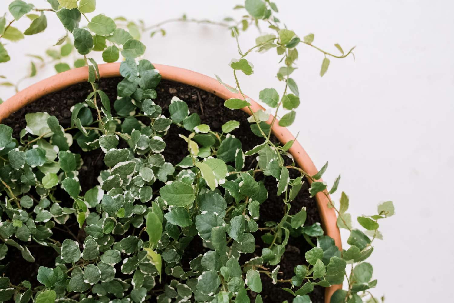 creeping fig plant