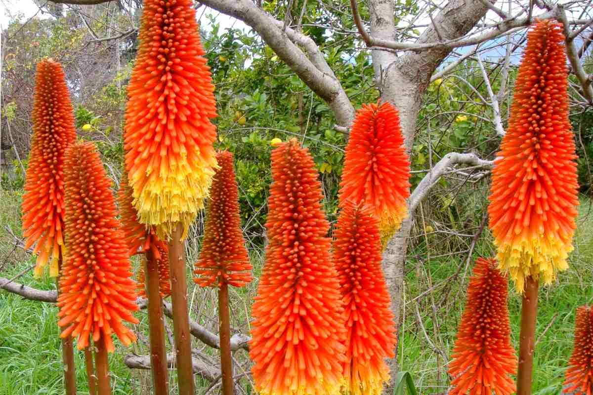 fire plant
