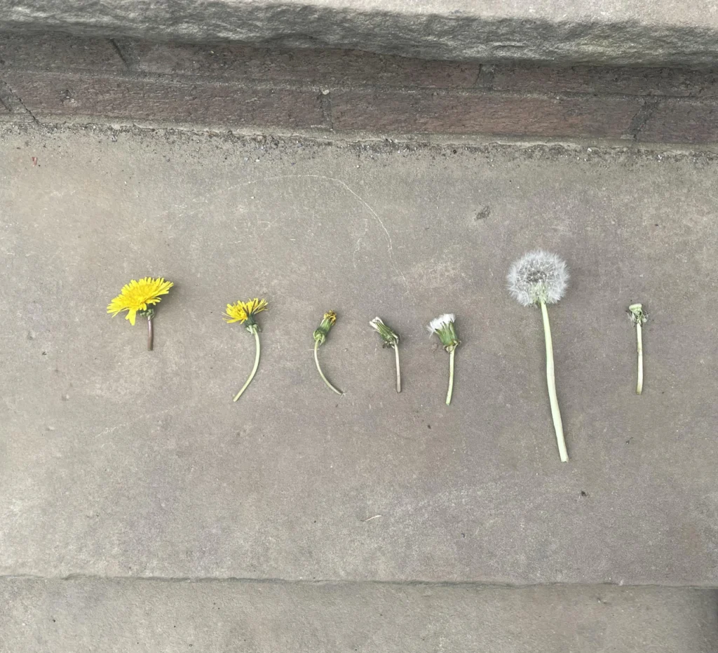 dandelion plant life cycle