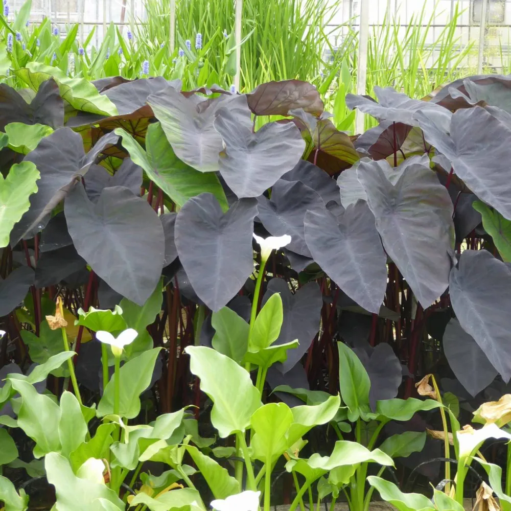elephant ear black magic plant