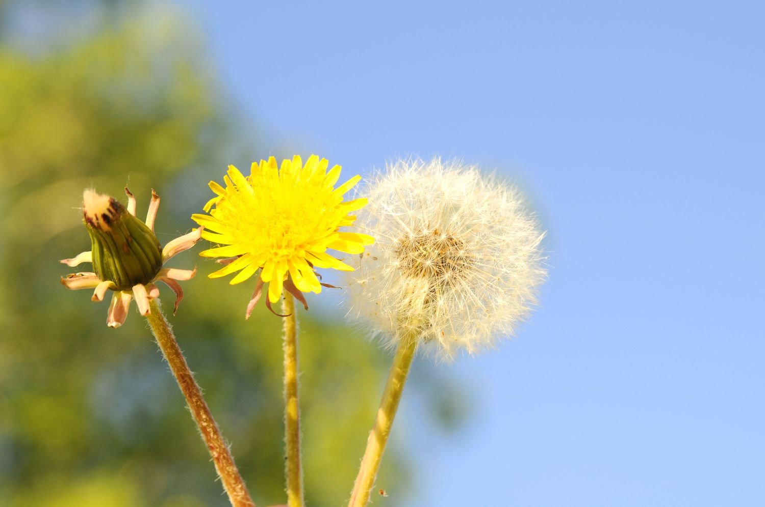 dandelion plant life cycle