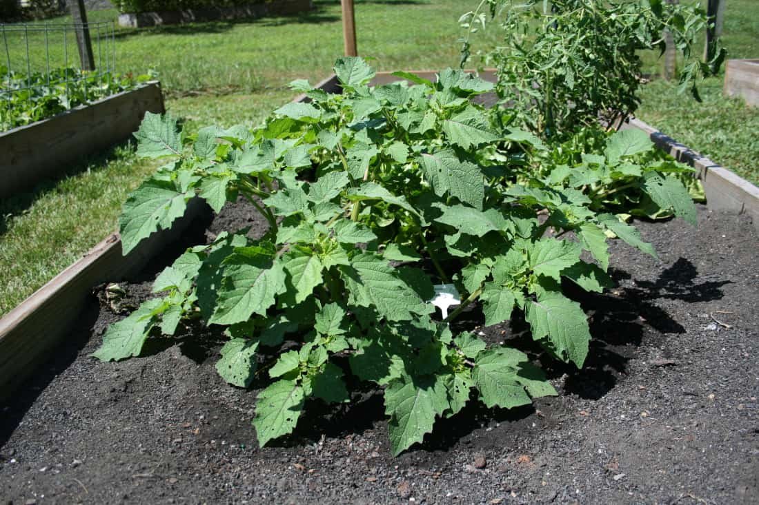 Ground cherries plants: How to grow and harvest