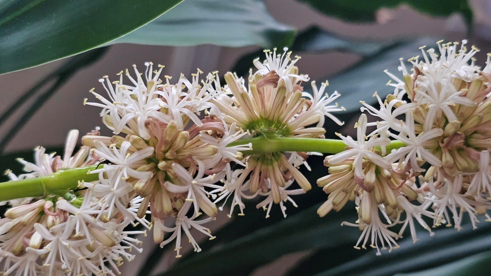 corn plant bloom flowers