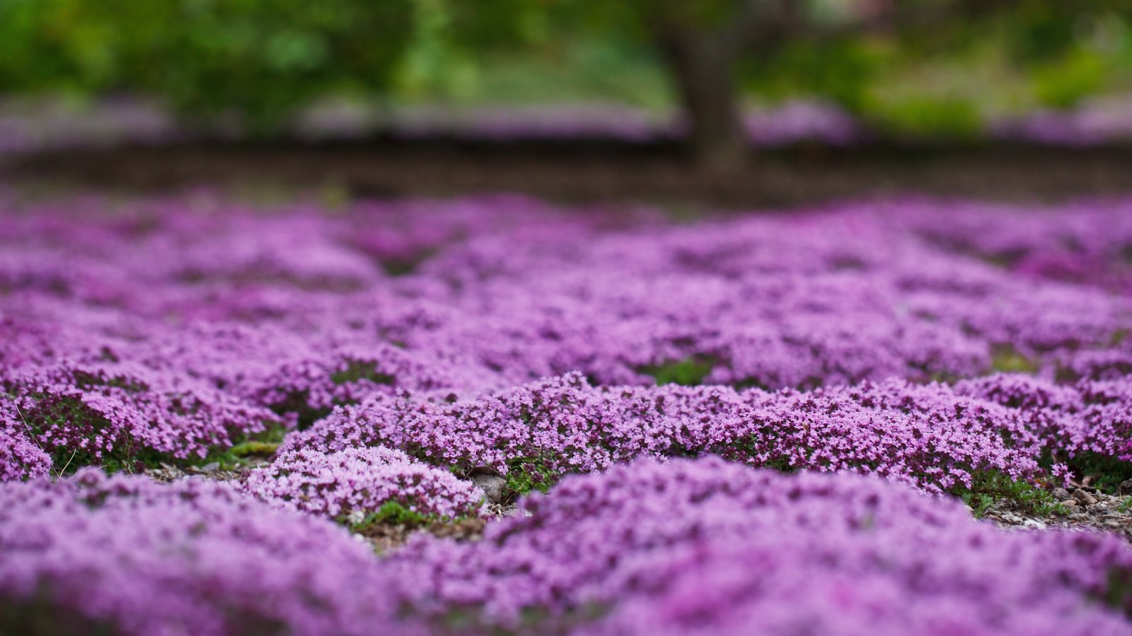 Ground cover plants creeping thyme: How to grow
